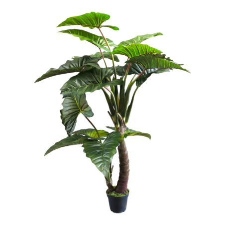 PLANTE CALADIUM VERT EN POT 220CM /1P