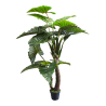 PLANTE CALADIUM VERT EN POT 220CM /1P