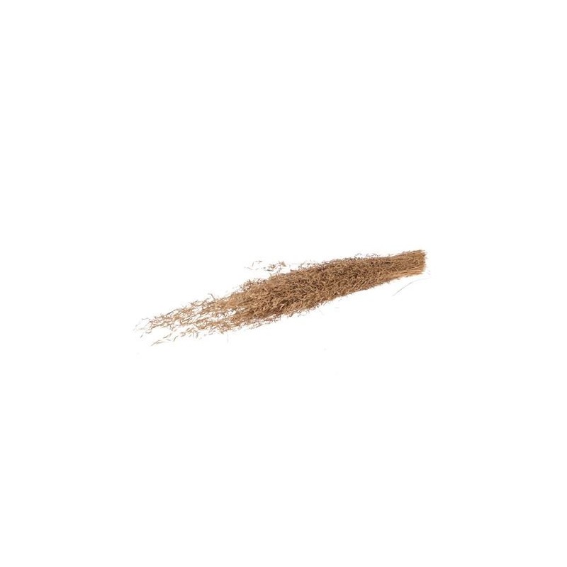 HERBE MUNNI OR SECHE le sachet 100GR
