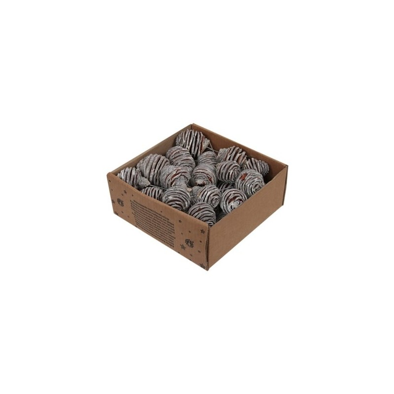 PLATYSPERMUM BLANCHI Boite 25P