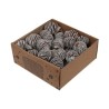 PLATYSPERMUM BLANCHI Boite 25P