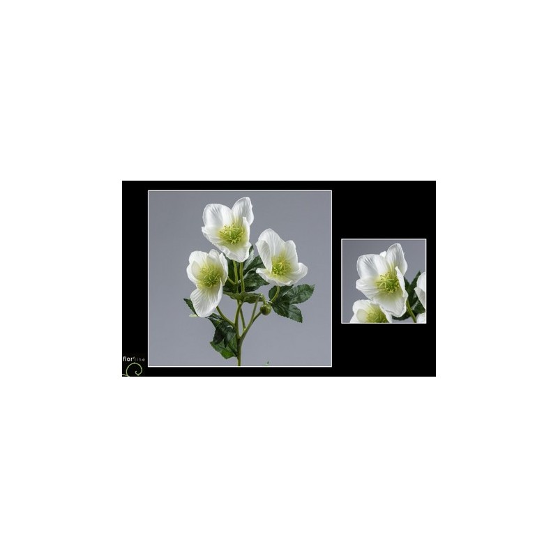 BOUQUET HELEBORE 4 fleurs H62CM les 12P