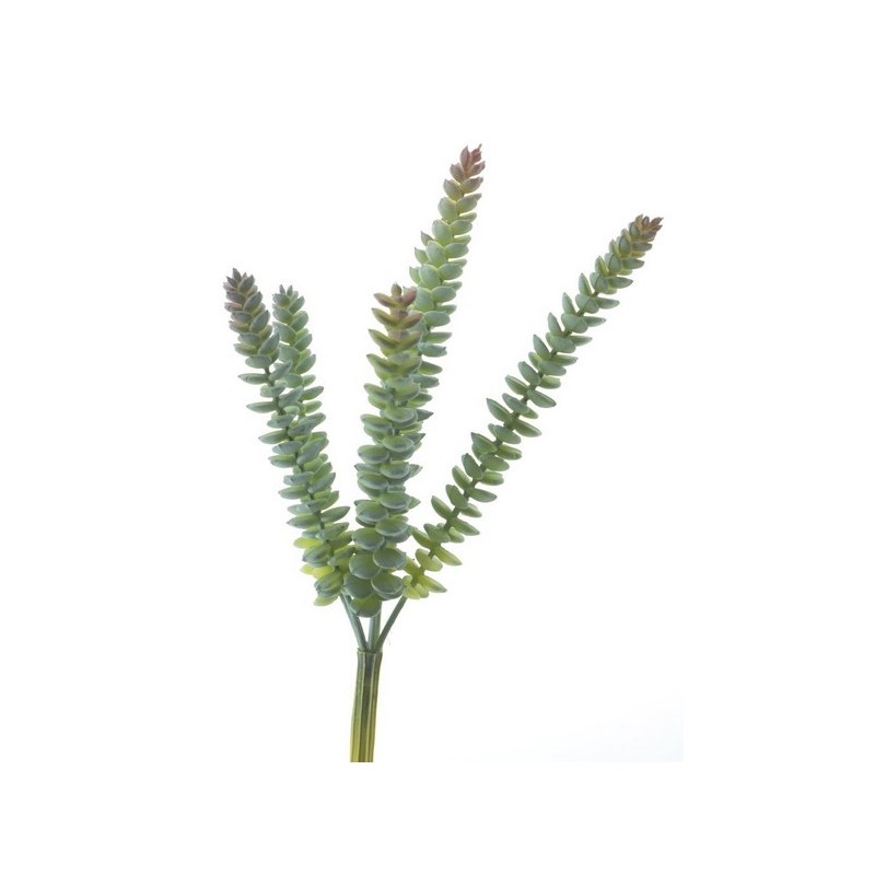 CRASULA VERT 28CM à la pièce