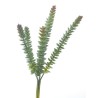 CRASULA VERT 28CM à la pièce