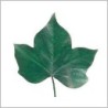VERDISSIMO-HEDERA FEUILLE VERTE