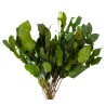VERDISSIMO-SALAL VERT 20/50
