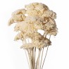 ACHILLEA SACHET 120GR