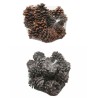 POMME DE PIN "PINUS PINEA" les 15P