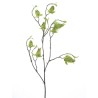 FLEUR PHYSALIS SAUVAGE 75CM à la pièce