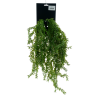 FLEUR RUSCUS BUSH LARGE H65CM piece