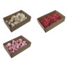 ROSE BOIS O6CM LES 23 P