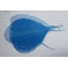 FEUILLE SKELETON COULEUR/ 200p