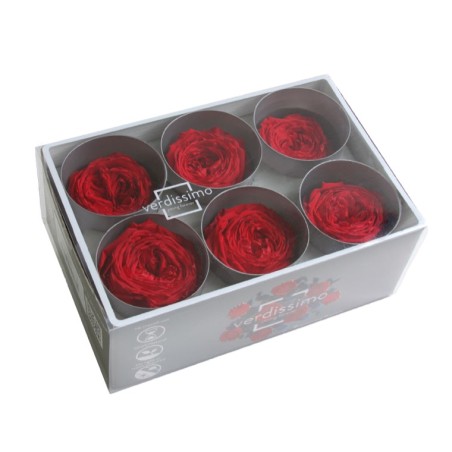 VERDISSIMO-ROSE Garden 6P