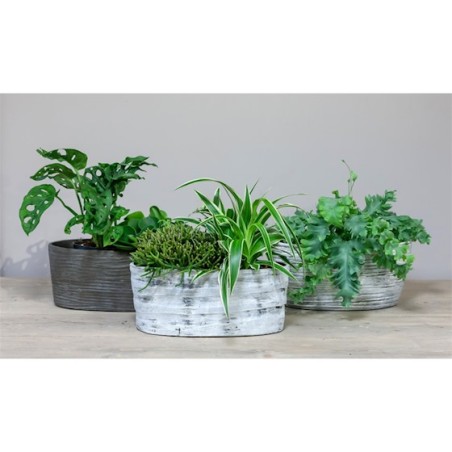 JARDINIERE ORCHIDEE 33X15 H15CM /2P