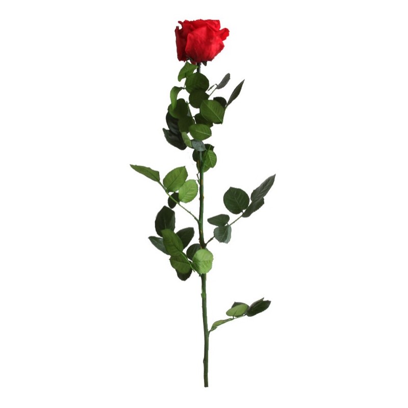 VERDISSIMO-ROSE AMOROSA mini / 1 TIGE