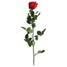VERDISSIMO-ROSE AMOROSA mini / 1 TIGE