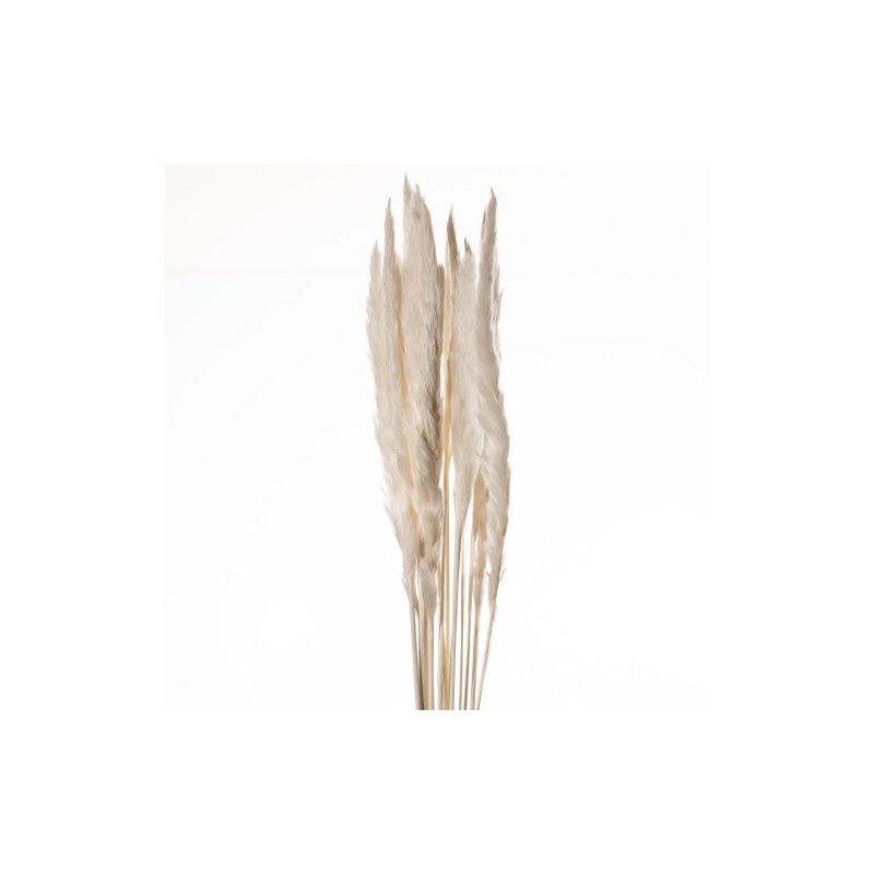FEUILLE HERBE DE LA PAMPA mini les 100gr