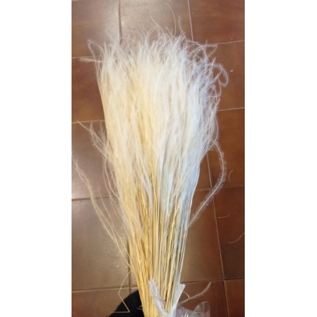 SEC STIPA PENNATA les 100gr