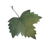 FEUILLE D'AUTOMNE 27X18CM les 6P