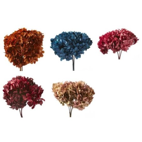 VERDISSIMO-HYDRANGEA standard à la pièce