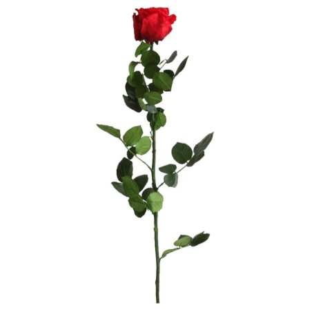 VERDISSIMO-ROSE AMOROSA / 1 TIGE