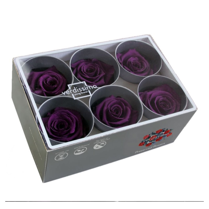VERDISSIMO-ROSE Standard 6P