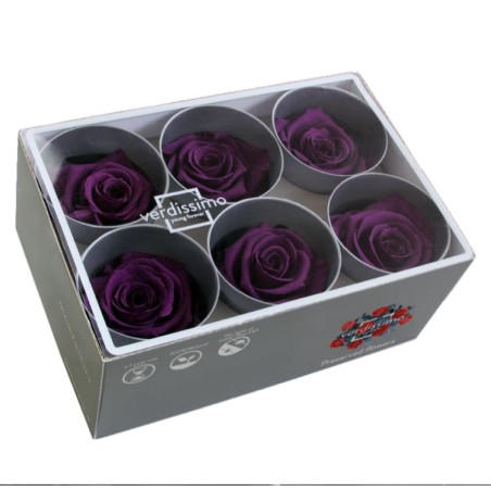 VERDISSIMO-ROSE Standard 6P