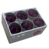 VERDISSIMO-ROSE Standard 6P