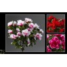 BOUQUET AZALEE H36CM les 12P
