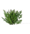 VERDISSIMO-MING FERN VERDE les 6P