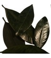 FEUILLE MAGNOLIA STABILISEE 500GR