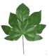 FEUILLE DE FATSIA H42CM /12P