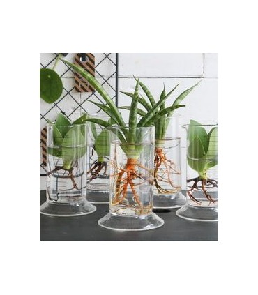 VERRE TUBE LABORATOIRE H11CM /6P