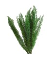 VERDISSIMO-FOXTAIL VERDE 30/40