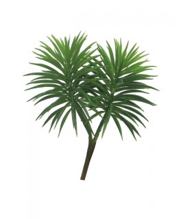 FEUILLE CROSSOSTEPHIUM 18CM à la pièce