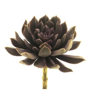 FLEUR SUCCULENT AEONIUM ROSE 13CM à la pièce