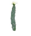 CACTUS FLEUR CREME H23CM à la pièce