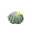 CACTUS WESSEX FLEURI H08CM à la pièce