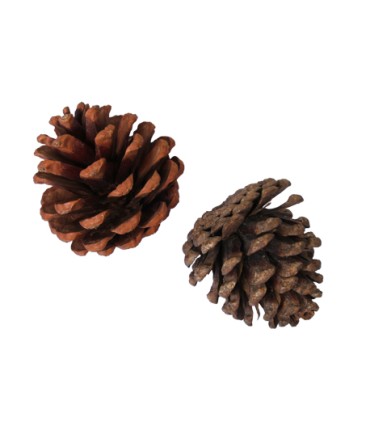 POMME DE PIN MELANGE SAC 5KG