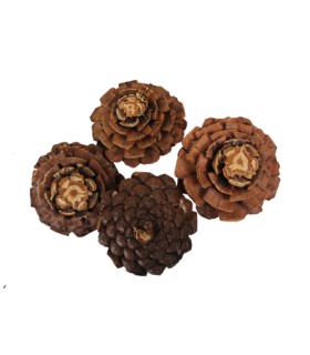 POMME DE PIN FLEUR les 30P