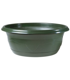 COUPE PLANTE MILLESIA 024 H11cm filet de 25P