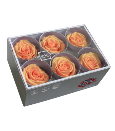 VERDISSIMO-ROSE Standard 6P