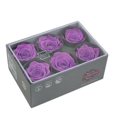 VERDISSIMO-ROSE Standard 6P