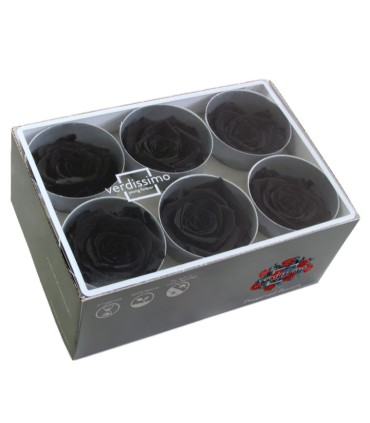 VERDISSIMO-ROSE Standard 6P