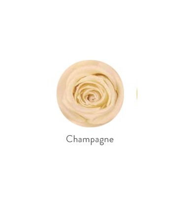 VERDISSIMO-ROSE Standard 6P