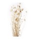 OMBELLIFERE FERMEE BLANCHI / BOTTE