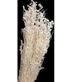 BRIZA MAXIMA BLANC SAC 100GR