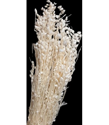 BRIZA MAXIMA BLANC SAC 100GR