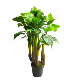FLEUR ANTHURIUM AVANTI EN POT 120CM /1P
