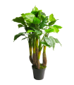 FLEUR ANTHURIUM AVANTI EN POT 120CM /1P
